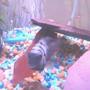 freshwater fish - archocentrus nigrofasciatus - black convict cichlid stocking in 55 gallons tank - convick