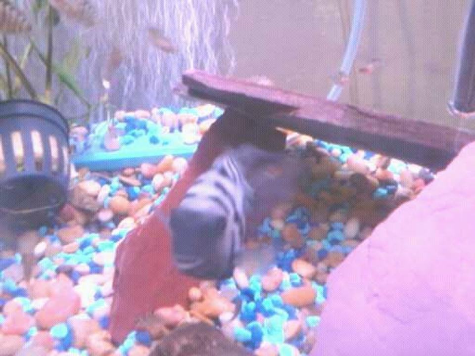 freshwater fish - archocentrus nigrofasciatus - black convict cichlid stocking in 55 gallons tank - convick
