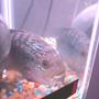 freshwater fish - nandopsis octofasciatum - jack dempsey stocking in 55 gallons tank - close up