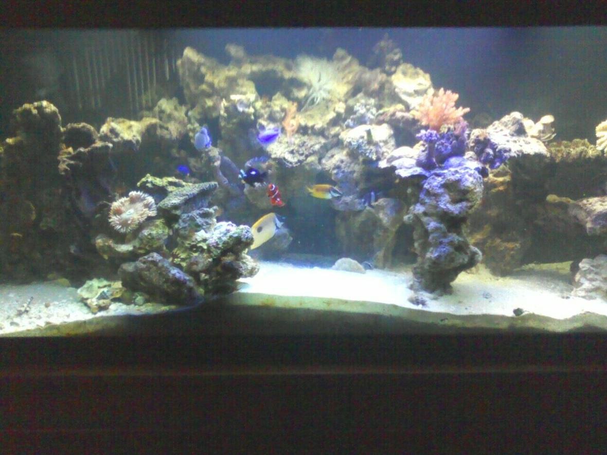 125 gallons reef tank (mostly live coral and fish) - everybody hanging out