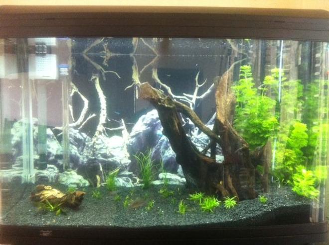 65 gallons planted tank (mostly live plants and fish) - Aqua One 980T

Trying to replicate a South American Clearwater stream!! Help wanted :)