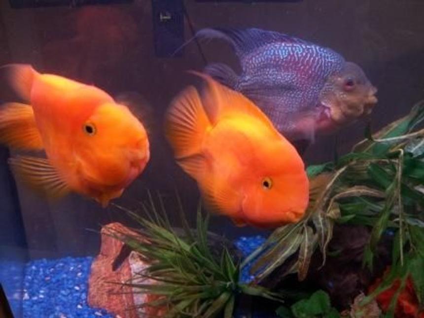 Rated #39: Freshwater Fish - Heros Severus X Amphilophus - Blood Parrot Stocking In 46 Gallons Tank - Anyone interested in buying some fish?  I'm in Mahwah, NJ.  They're about 5 inches big and too big for my 46 gallon tank