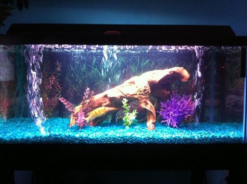 Rated #250: 40 Gallons Freshwater Fish Tank - just put coralife day night fixture