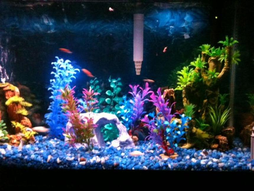 Rated #287: 30 Gallons Freshwater Fish Tank - My first tank, a 30 gallon