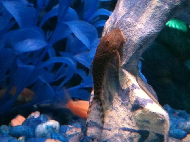 freshwater fish - chaetostoma milesi - rubberlip pleco stocking in 30 gallons tank - Rubber lipped pleco
