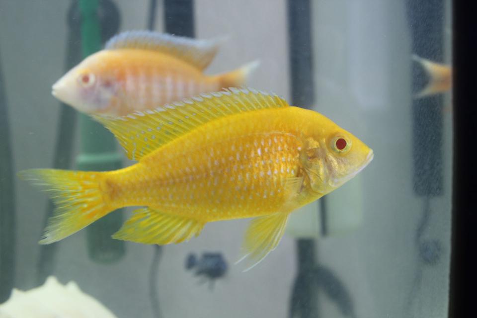freshwater fish - aulonocara baenschi - sunshine peacock stocking in 55 gallons tank - Albino Sunshine Peacock