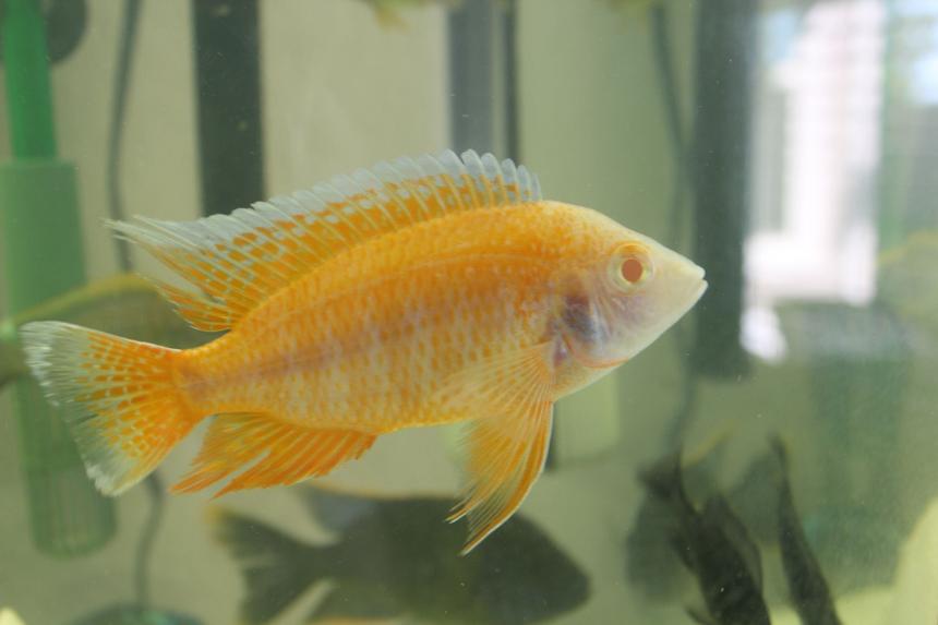 Rated #97: Freshwater Fish - Aulonocara Jacobfreibergi - Eureka Red Stocking In 55 Gallons Tank - Aulonocara jacobfreibergi "Eureka Albino"
