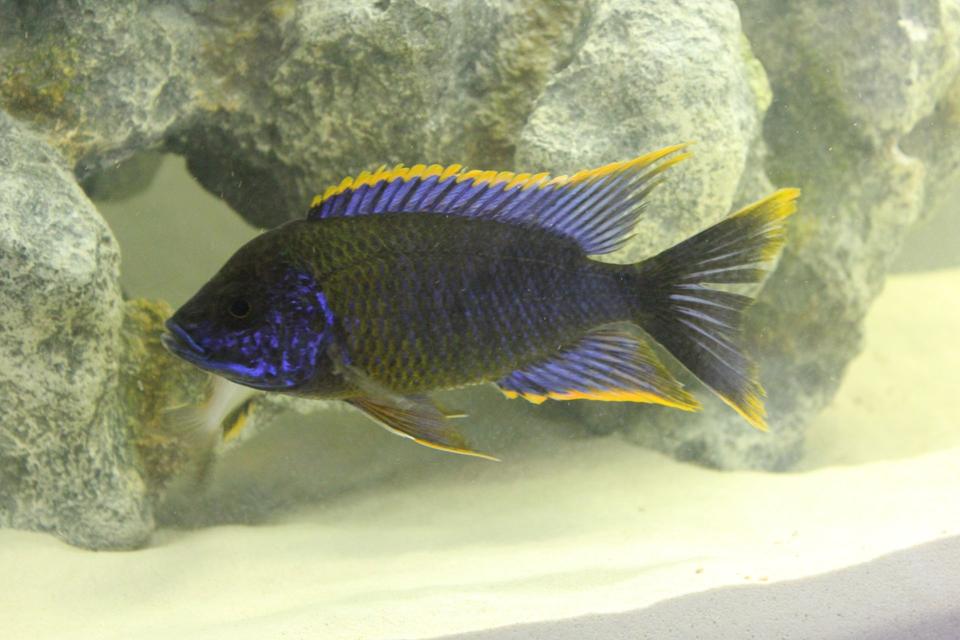 freshwater fish - aulonocara sp. lwanda - red top lwanda stocking in 55 gallons tank - Aulonocara sp. "Lwanda"
Red Top Lwanda