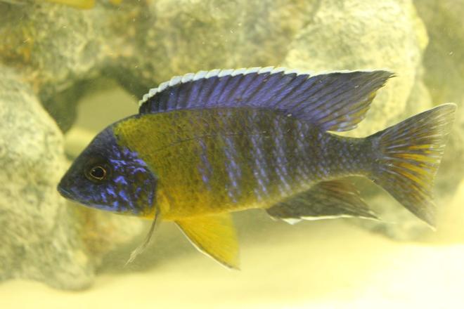 freshwater fish - aulonocara stuartgranti maulana - maulana bicolor peacock stocking in 55 gallons tank - Aulonocara maulana "Bi-Color 500"