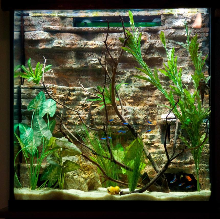 Rated #50: 30 Gallons Freshwater Fish Tank - My 30 gallon tall with a diy background. Silk plants and low wattage LED