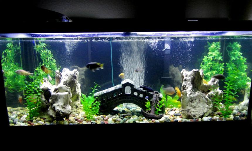 Rated #115: 75 Gallons Freshwater Fish Tank - My new Tank! What do you think? :)