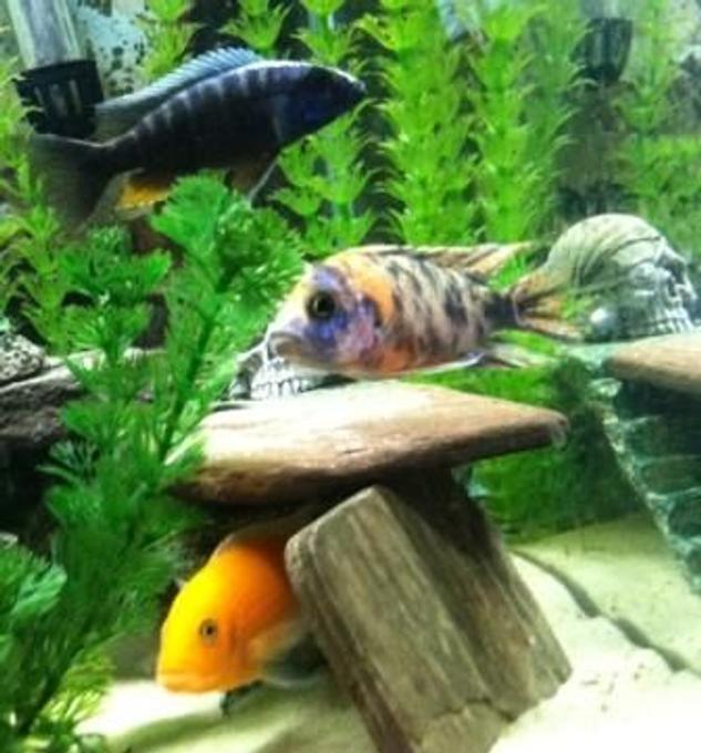 freshwater fish - aulonocara nyassae var. - peacock cichlid, orange blossom stocking in 55 gallons tank - just chillin