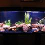 55 gallons freshwater fish tank (mostly fish and non-living decorations) - I got a fish tank with sharks in it