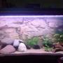 64 gallons planted tank (mostly live plants and fish) - Continental African tank (malawi and a bit of fluvial african)
