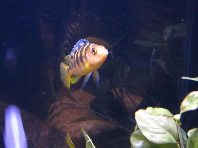 freshwater fish - pseudotropheus crabro - bumblebee cichlid stocking in 55 gallons tank - BumbleBee Cichlid