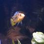 freshwater fish - pseudotropheus crabro - bumblebee cichlid stocking in 55 gallons tank - BumbleBee Cichlid
