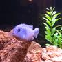 freshwater fish - aulonocara nyassae - blue peacock cichlid stocking in 55 gallons tank - Electric Blue Zebra Cichlid