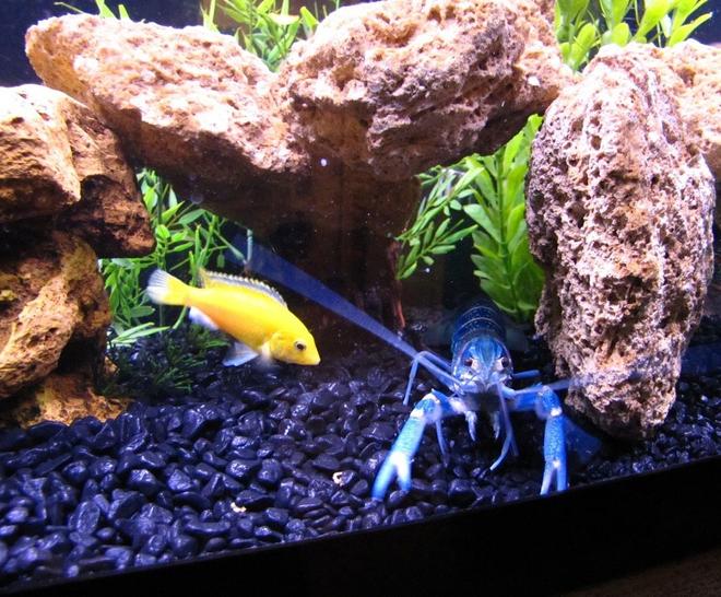freshwater fish - labidochromis caeruleus - electric yellow cichlid stocking in 55 gallons tank - Electric YellowLab Cichlid Hanging Out With An Electric Blue CrayFish