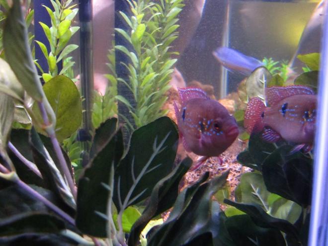 freshwater fish - hemichromis bimaculatus - jewel cichlid stocking in 55 gallons tank - Jewel Cichlid