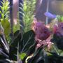 freshwater fish - hemichromis bimaculatus - jewel cichlid stocking in 55 gallons tank - Jewel Cichlid