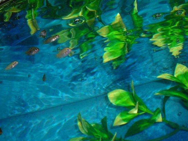 freshwater fish - archocentrus nigrofasciatus - black convict cichlid stocking in 80 gallons tank - baby convicts white and striped