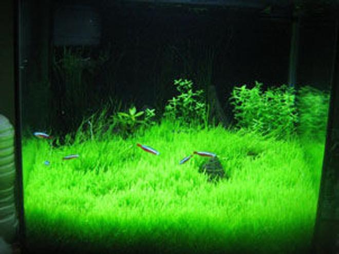 12 gallons reef tank (mostly live coral and fish) - test my reeftank11