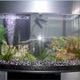 fish tank picture - test2