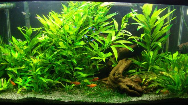 38 gallons planted tank (mostly live plants and fish) - 38 Gal. 8 months old, my first one!