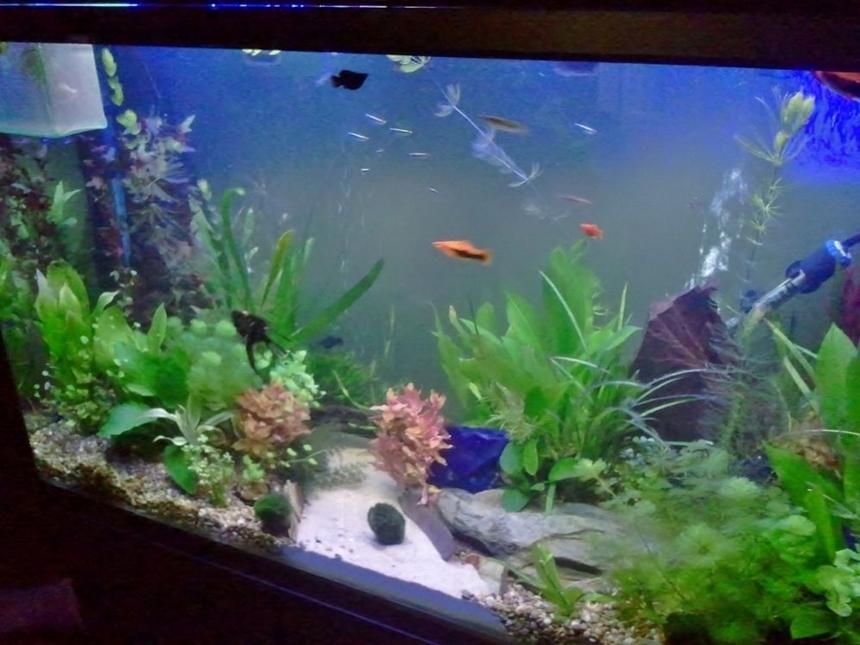 Rated #120: 87 Gallons Planted Tank - starting to mature
