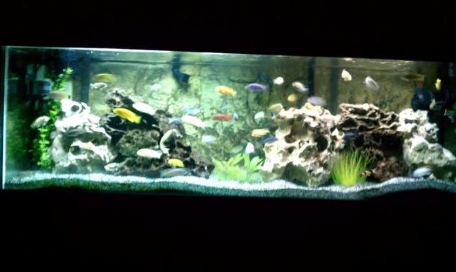 100 gallons freshwater fish tank (mostly fish and non-living decorations) - 100 gallon african cichlid mbuna tank