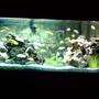 100 gallons freshwater fish tank (mostly fish and non-living decorations) - 100 gallon african cichlid mbuna tank