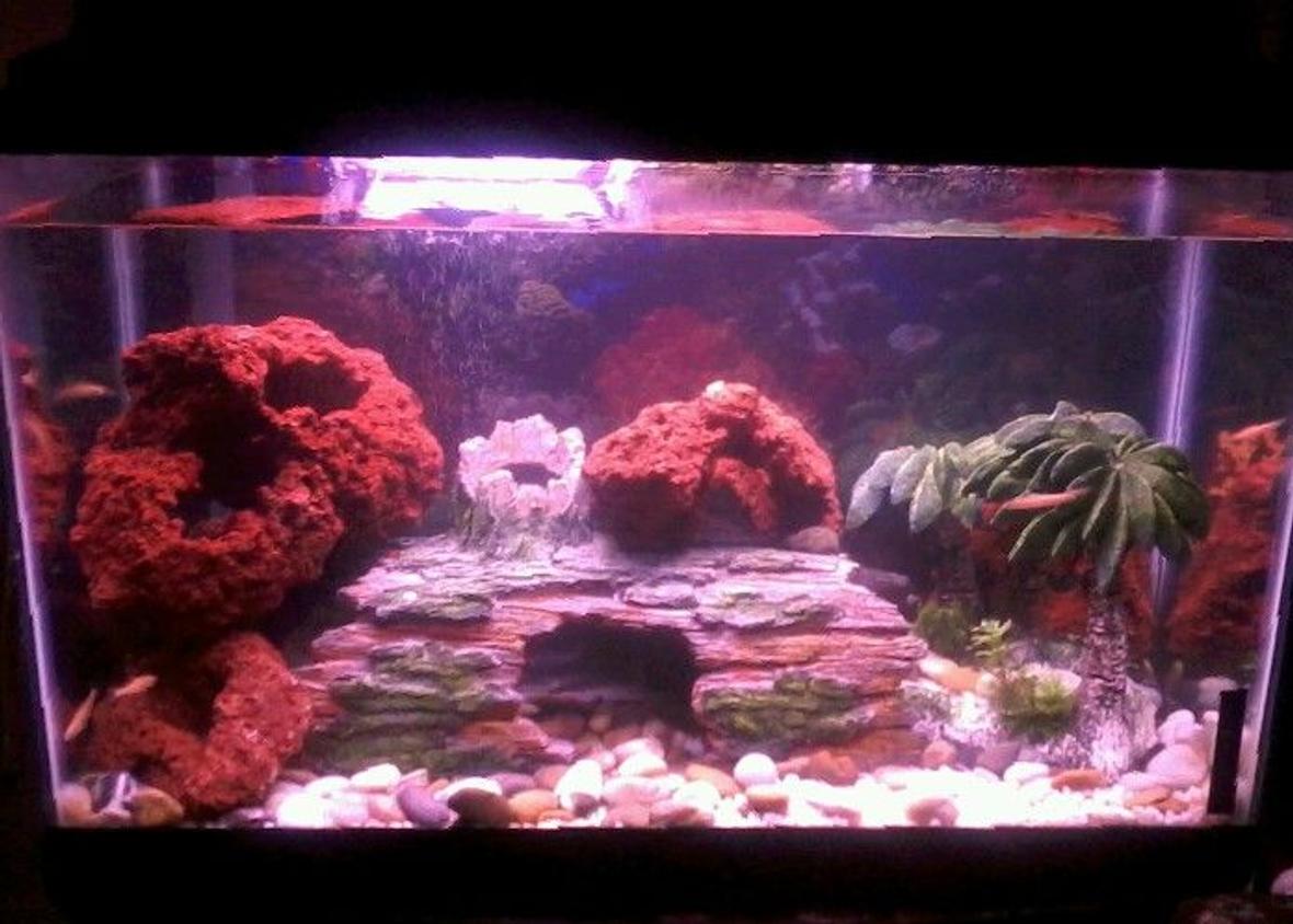 30 gallons freshwater fish tank (mostly fish and non-living decorations) - Mixed Malawi cichlids tank