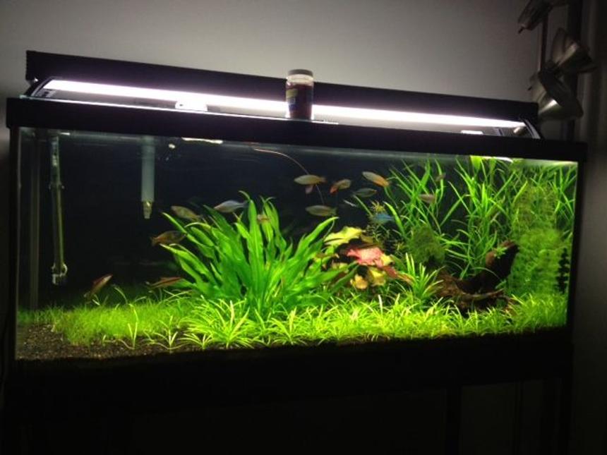 Rated #30: 75 Gallons Planted Tank - My rainbowfish planted aquarium on youtube at zakartaz