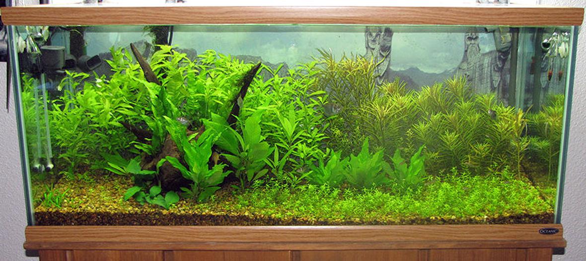 75 gallons planted tank (mostly live plants and fish) - 75 Gallon Planted Tank