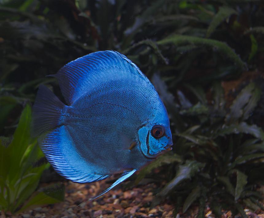 Rated #4: Freshwater Fish - Symphysodon Sp. - Blue Diamond Discus Stocking In 180 Gallons Tank - Blue Discus