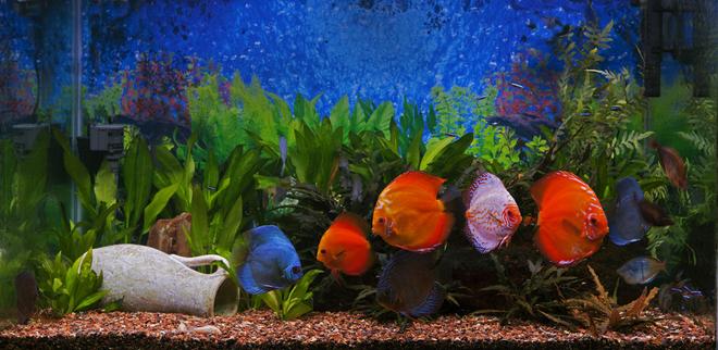 180 gallons planted tank (mostly live plants and fish) - 150 Gallon Aquarium, biult into family room wall, totally serviced from rear, automatic water change system, established for 6 years. Largest discus is 9 years old and he is about 8 inches high.