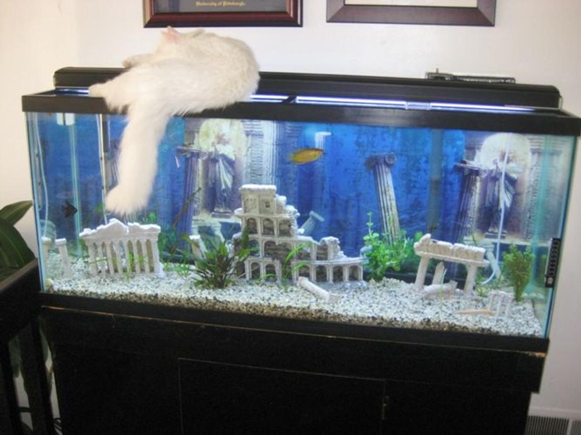 55 gallons freshwater fish tank (mostly fish and non-living decorations) - 55 gallon freshwater planted tank