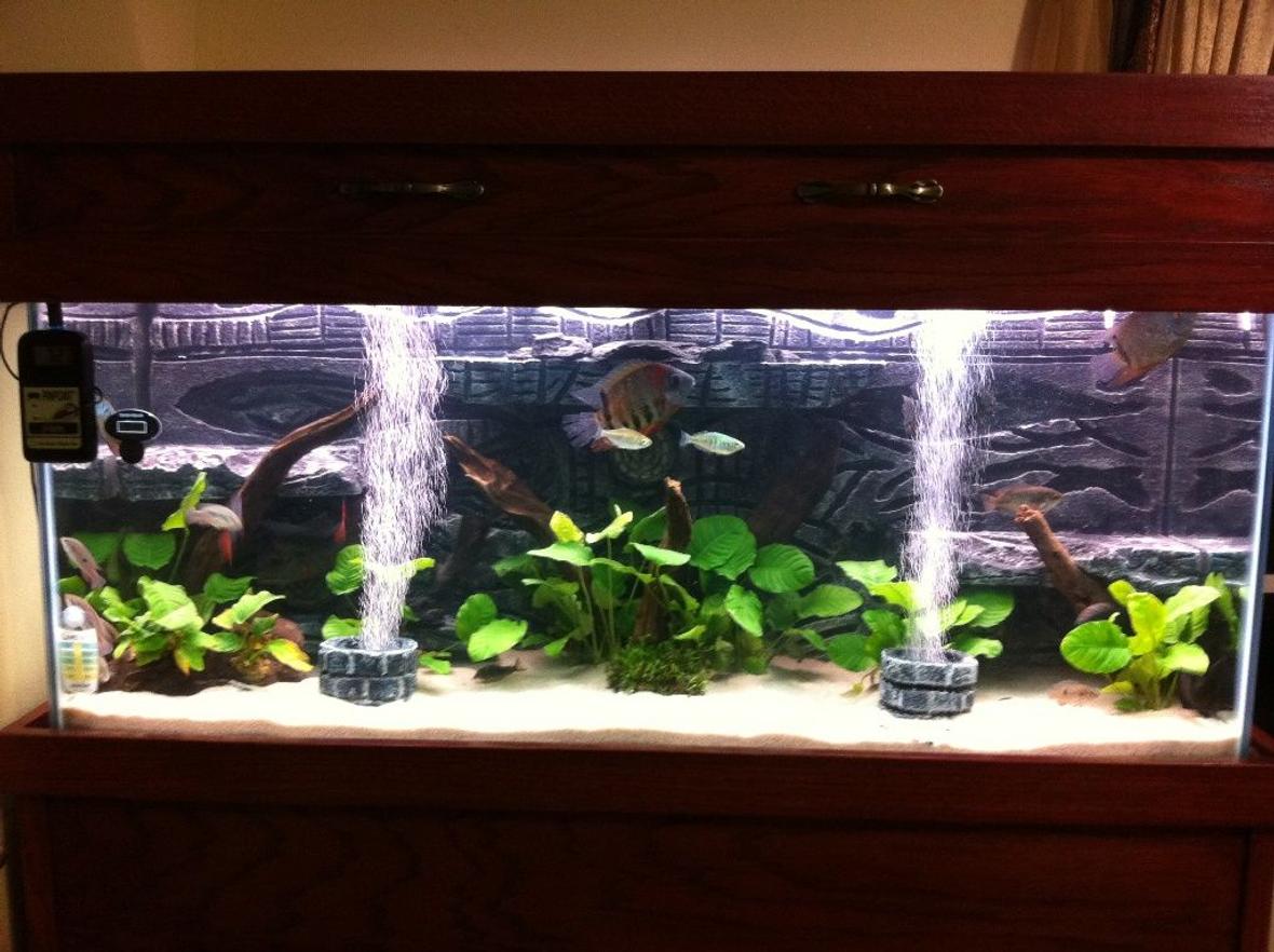 75 gallons planted tank (mostly live plants and fish) - Main View
