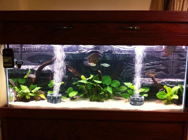 75 gallons planted tank (mostly live plants and fish) - Main View