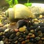 corals inverts - pomacea bridgesii - mystery snail stocking in 125 gallons tank - Mystery Snail