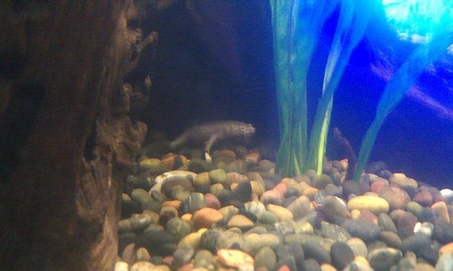 corals inverts - hymenochirus boettgeri - african dwarf frog stocking in 125 gallons tank - African Dwarf Frog