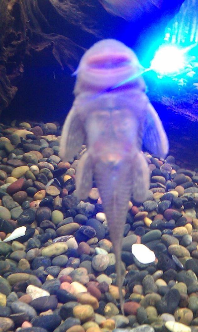 freshwater fish - chaetostoma milesi - rubberlip pleco stocking in 125 gallons tank - Rubber Lip Pleco