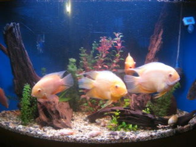 freshwater fish - heros serverus - gold severum stocking in 50 gallons tank - severum tank