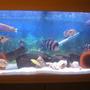 freshwater fish - cyphotilapia frontosa - frontosa cichlid stocking in 50 gallons tank - cichlid tank just started