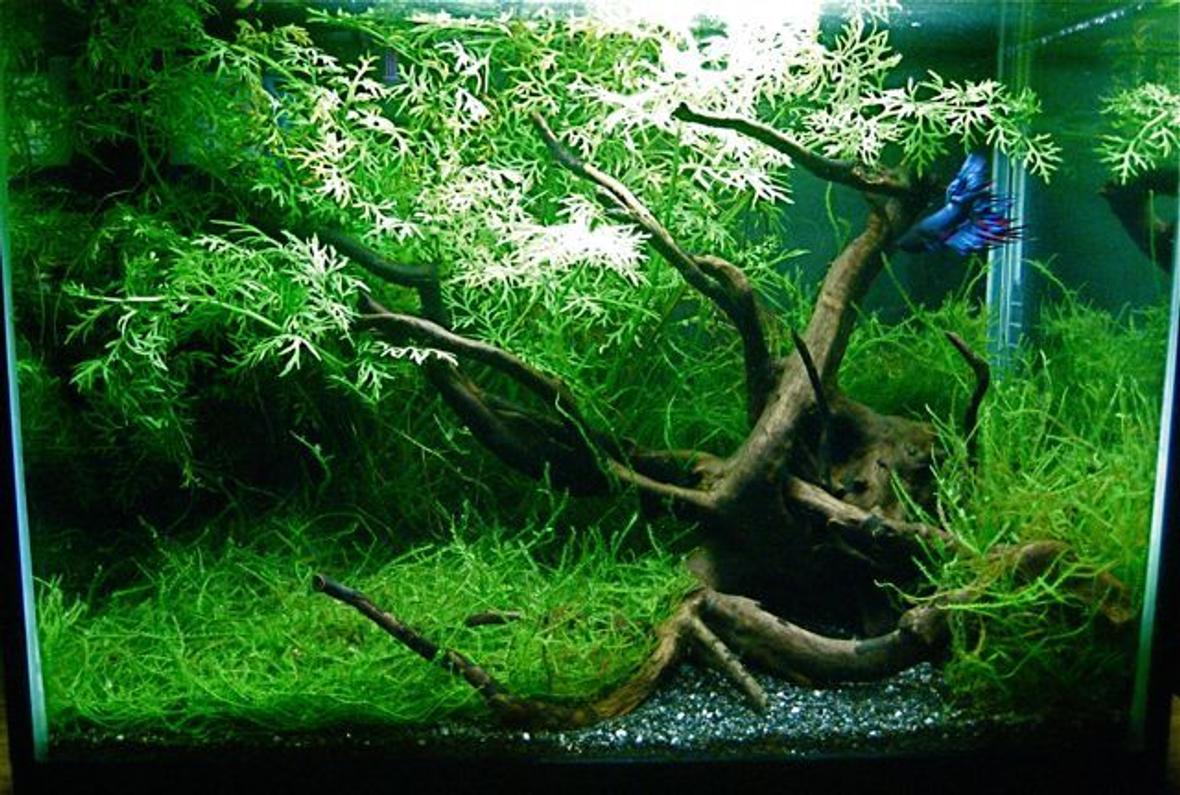 5 gallons planted tank (mostly live plants and fish) - A simple layout inspired by Wabi-sabi style. Internal filter and heater hidden by plants.