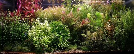 200 gallons planted tank (mostly live plants and fish) - Wild Amazon 3rd
