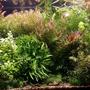 200 gallons planted tank (mostly live plants and fish) - Wild Amazon 3rd