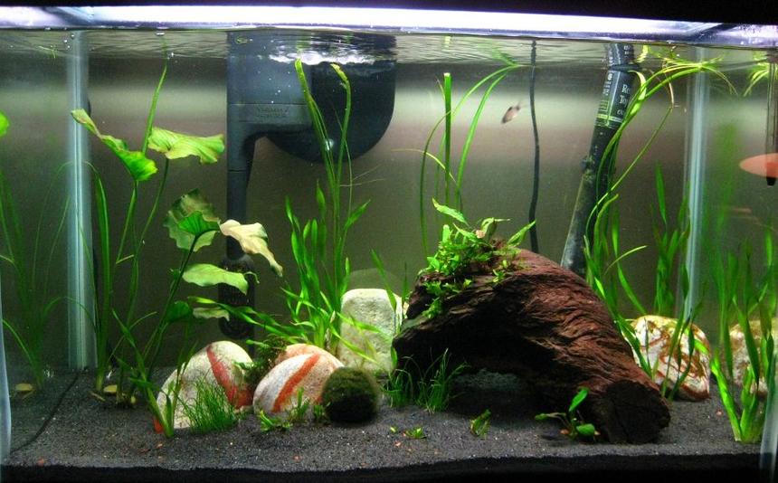 Rated #138: 20 Gallons Planted Tank - Still cycling