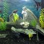 fish tank picture - Aphrodite Love Caves