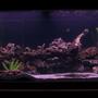 75 gallons freshwater fish tank (mostly fish and non-living decorations) - 75 Gallon African Cichlid Aquarium